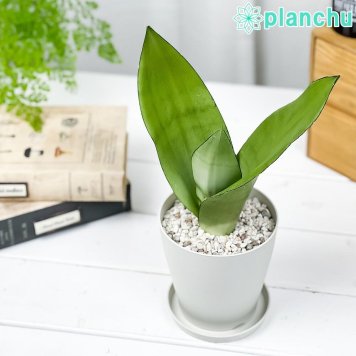 PLANCHU 観葉植物 サンセベリア ムーンシャイン 4号鉢 受け皿付き 育て方説明書付き Sansevieria trifasciata ‘Moonshine’ サンスベリア 多肉植物
