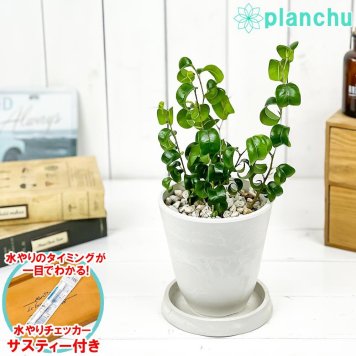PLANCHU 観葉植物 フィカス ベンジャミン バロック 4号樹脂鉢 ホワイト サスティー付き 受け皿付き 育て方説明書付き PVP Ficus benjamina ‘Barok’ 幸運を呼ぶ木 ゴムノキ