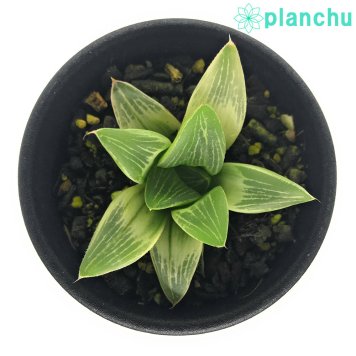 PLANCHU 多肉植物 ハオルチア ミルキーウェイ 2.5号鉢 Haworthia