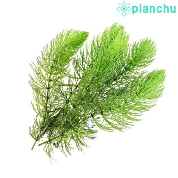 PLANCHU 水草 マツモ 5本 国産 冷蔵便