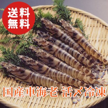 【送料無料】国産車海老 活〆生冷凍 6～15尾×2パック 合計約500g【誕生日 結婚祝い 出産祝い 還暦祝い 結婚記念日 送別会 お祝い 引越し祝い 新築祝い 初節句 古希 喜寿 傘寿 お返し 内祝い お見舞い 快気祝い 金婚式 銀婚式 パーティー 景品 賞品 グルメ 母 父 女性 男性 両親 友達 親戚 上司 先輩 後輩 家族 子供 大人 彼氏 彼女 夫婦】【お歳暮 ハロウィン】