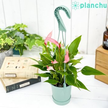 PLANCHU 観葉植物 アンスリウム リリー 3.5号吊り鉢 受け皿付き 育て方説明書付き Anthurium andraeanum ‘Anthurini Lilli’ アンスリューム アロイド 鉢花 ピンク系