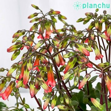 PLANCHU 多肉植物 カランコエ ミラベラ 4号鉢 受け皿付き 育て方説明書付き Kalanchoe ‘Mirabella’ 観葉植物 鉢花