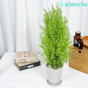 PLANCHU コニファー ゴールドクレスト ウィルマ 4号鉢 受け皿付き 育て方説明書付き Cupressus macrocarpa ‘Wilma’ 庭木 クリスマスツリー