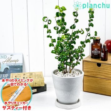 PLANCHU 観葉植物 フィカス ベンジャミン バロック 5号樹脂鉢 ホワイト サスティー付き 受け皿付き 育て方説明書付き PVP Ficus benjamina ‘Barok’ 幸運を呼ぶ木 ゴムノキ