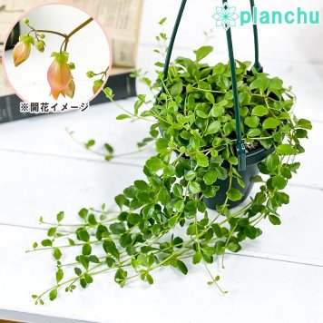 PLANCHU 多肉植物 カランコエ フィフィ 4号吊り鉢 育て方説明書付き Kalanchoe uniflora ‘Phi Phi’ 観葉植物 鉢花