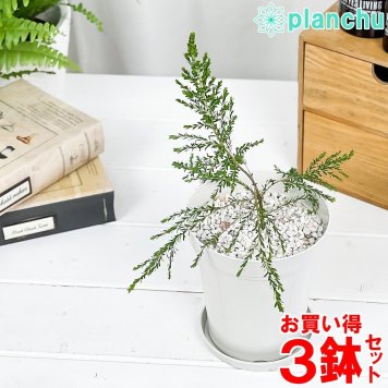 虫除け植物 モスキートブロッカー 4号鉢 3鉢セット 受け皿付き 育て方説明書付き Leptospermum liversidgei レプトスペルマム オージープランツ ハーブ苗 PVP