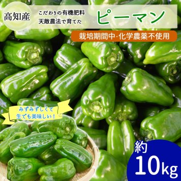 ピーマン 約10kg 約280個 天敵農法 かめのこ農園 栽培期間中 化学農薬 化学肥料不使用 高知産 国産 安心 安全 産地直送 野菜【送料無料】