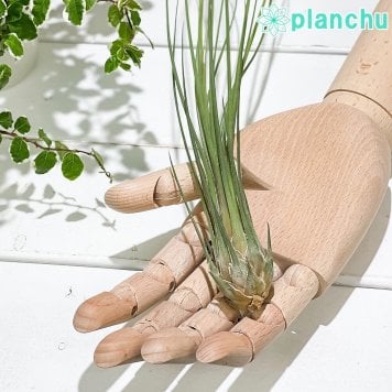 PLANCHU エアプランツ ティランジア ディスティカ 1株 W5×H35cm前後 育て方説明書付き Tillandsia disticha エアープランツ チランジア