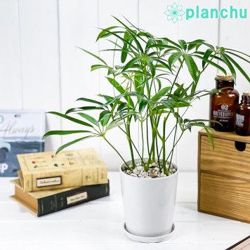 PLANCHU 観葉植物 シェフレラ アンガスティフォリア 4号鉢 受け皿付き 育て方説明書付き Schefflera angustifolia