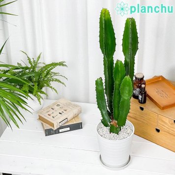 PLANCHU 多肉植物 ユーフォルビア アクルレンシス アクルレンシス 5号鉢 受け皿付き 育て方説明書付き Euphorbia acrurensis 大雲閣 ダイウンカク