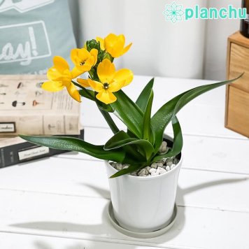 PLANCHU 草花 オーニソガラム ダビウム ビタミンイエロー 4号鉢 受け皿付き 育て方説明書付き Ornithogalum dubium cv. ビタミンカラー 鉢花
