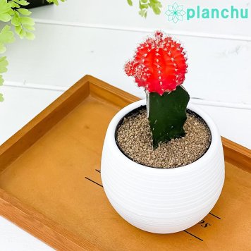 PLANCHU サボテン ギムノカリキウム ヒボタン オレンジ 3号丸鉢 受け皿付き 育て方説明書付き キャンドルサボテン カラーヘッドサボテン 緋牡丹 ひぼたん