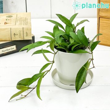 PLANCHU 観葉植物 ホヤ ロシータ 3.5号鉢 受け皿付き 育て方説明書付き Hoya ‘Rosita’ サクララン 桜蘭