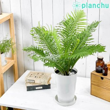 PLANCHU 観葉植物 ブレクナム シルバーレディ 6号鉢 受け皿付き 育て方説明書付き Blechnum gibbum ‘Silver Lady’ シダ植物