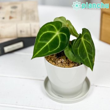 PLANCHU 観葉植物 アンスリウム クリスタリナム 3.5号鉢 受け皿付き 育て方説明書付き Anthurium crystallinum クリスタリヌム シロシマウチワ アンスリューム アロイド 原種系