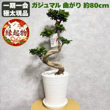 現品 ガジュマル 観葉植物 曲がり 8号鉢苗 大型 盆栽 登り樹 昇り竜 室内 珍しい 希少種 多幸の木 幸福をもたらす精霊が住むガジュマルの木 おしゃれなインテリア 結婚祝い 新築祝い 開店祝い 開業祝い 誕生日 母の日 父の日 記念日 プレゼントギフト 肥料別売り 敬老の日