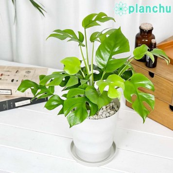 PLANCHU 観葉植物 ヒメモンステラ 5号鉢 受け皿付き 育て方説明書付き Rhaphidophora tetrasperma ラフィドフォラ モンステラ アロイド