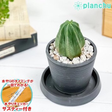 PLANCHU 多肉植物 ユーフォルビア カメレオンヘルメット 3.5号樹脂鉢 ミディダークグレー サスティー付き 受け皿付き 育て方説明書付き Euphorbia ‘Chameleon Helmet’