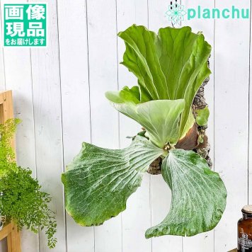PLANCHU 一点もの 観葉植物 ビカクシダ アンゴレンセ バージンコルク付け 育て方説明書付き 美品 エレファントティス プラティケリウム コウモリラン シダ