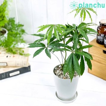 PLANCHU 観葉植物 アンスリウム ポリスキスツム 4号鉢 受け皿付き 育て方説明書付き Anthurium polyschistum アンスリューム アロイド 原種系