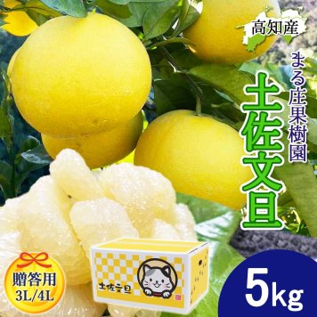 土佐文旦 野囲い 文旦 大玉 5kg 大玉 贈答用 3L/4L 土佐市 まる庄果樹園 産直 山間部栽培 ぶんたん 産地直送 高知産 ジューシー まろやか 高知 ブンタン 農家直送 ネコちゃん箱入り 届いてすぐに食べれる追熟文旦【送料無料】
