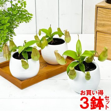 食虫植物 ネペンテス グラシリス スポート 3号丸鉢 3鉢セット 受け皿付き 育て方説明書付き Nepenthes gracilis ‘Sport’ ウツボカズラ