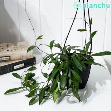 PLANCHU 観葉植物 ホヤ プビフェラ 4号吊り鉢 育て方説明書付き Hoya pubifera サクララン 桜蘭