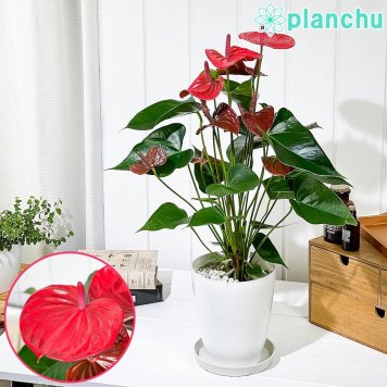 PLANCHU 観葉植物 アンスリウム リトマ 6号鉢 受け皿付き 育て方説明書付き Anthurium andraeanum ‘Ritma’ アンスリューム アロイド 鉢花 珍しいオールレッド