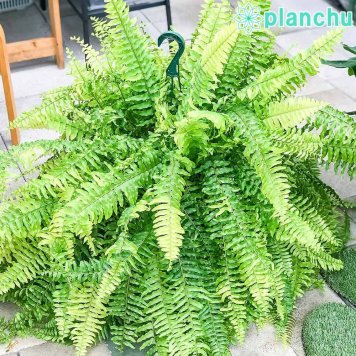 PLANCHU 観葉植物 ネフロレピス ハッピーマーブル 8号吊り鉢 育て方説明書付き Nephrolepis exaltata ‘Happy Marble’ タイガー ボストンファーン ボストンファン シダ植物