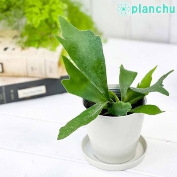 PLANCHU 観葉植物 プラティケリウム アルキコルネ 3.5号鉢 受け皿付き 育て方説明書付き Platycerium alcicorne アルシコルネ ビカクシダ コウモリラン シダ植物