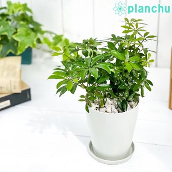 PLANCHU 観葉植物 シェフレラ アルボリコラ コンパクタ 4号鉢 受け皿付き 育て方説明書付き Schefflera arboricola ‘Compacta’ ホンコンカポック