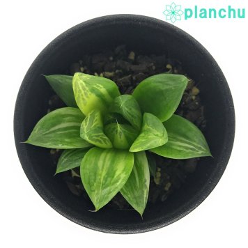 PLANCHU 多肉植物 ハオルチア 宝草錦 2.5号鉢 Haworthia cuspidata f.variegata