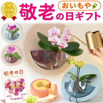 【まだ間に合う】 敬老の日 すぐ贈れるギフト 即日発送 プレゼント 2026 花 生花 蘭 胡蝶蘭 ラン 鉢花 鉢植え 産地直送 産直 ミディ 可愛い かわいい インテリア 壁掛け スタンド バウムクーヘン 苺 お手入れ簡単 ギフト 送料無料 スイーツ お菓子 洋菓子 おいもや