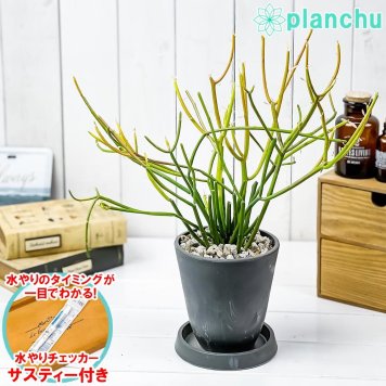 PLANCHU 多肉植物 ユーフォルビア ファイヤースティック 4号樹脂鉢 ダークグレー サスティー付き 受け皿付き 育て方説明書付き 多肉植物