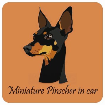 ドッグ カーステッカー 犬 イラスト付 Dog in Car ミニチュアピンシャー Aタイプ セーフティサイン 犬種別 正方形 13x13cm シール リア あおり運転対策 Dog Sticker 屋外 屋内 防水 かわいい おしゃれ 安全対策 カーサイン