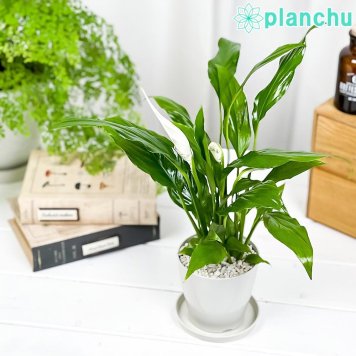 PLANCHU 観葉植物 スパティフィラム 3.5号鉢 受け皿付き 育て方説明書付き Spathiphyllum hybrids アロイド