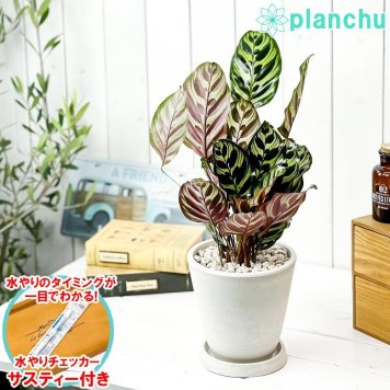 PLANCHU 観葉植物 カラテア マコヤナ 5号樹脂鉢 ホワイト サスティー付き 受け皿付き 育て方説明書付き Calathea makoyana 五色矢羽根芭蕉 ゴシキヤバネバショウ