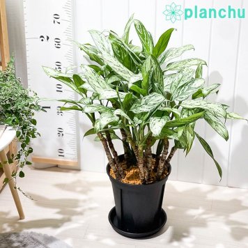PLANCHU 観葉植物 アグラオネマ シルバークイーン 8号スリット鉢 受け皿付き 育て方説明書付き Aglaonema ‘Silver Queen’ 幸せを招くタイの宝石 アロイド 大株 大鉢 充実株