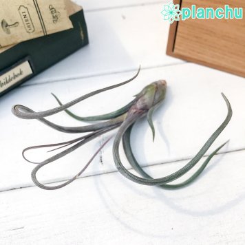 PLANCHU エアプランツ ティランジア プセウドベイレイ Mサイズ 1株 W10×H30cm前後 育て方説明書付き Tillandsia pseudobaileyi エアープランツ チランジア