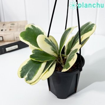 PLANCHU 観葉植物 ホヤ カーリー 斑入り 4号吊り鉢 育て方説明書付き Hoya kerrii ‘Variegata’ ハートホヤ サクララン 桜蘭