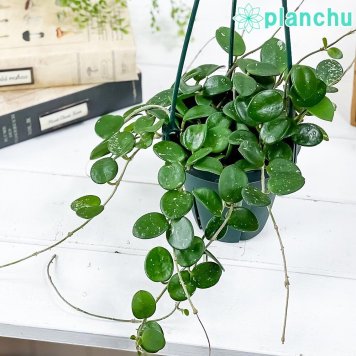 PLANCHU 観葉植物 ホヤ マチルダ 4号吊り鉢 育て方説明書付き Hoya ‘Matilde’ サクララン 桜蘭