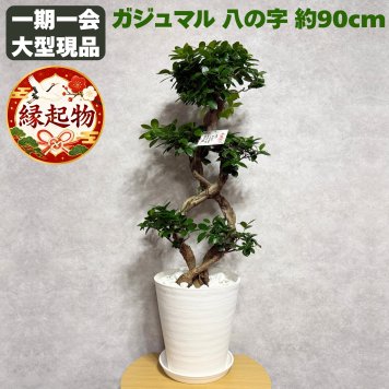 ガジュマル 観葉植物 八の字 8号鉢苗 大型 盆栽 末広がりの8の字 室内 珍しい 希少種 多幸の木 幸福をもたらす精霊が住むガジュマルの木 おしゃれなインテリア 結婚祝い 新築祝い 開店祝い 開業祝い 誕生日 母の日 父の日 記念日 プレゼントギフト 肥料別売り 敬老の日