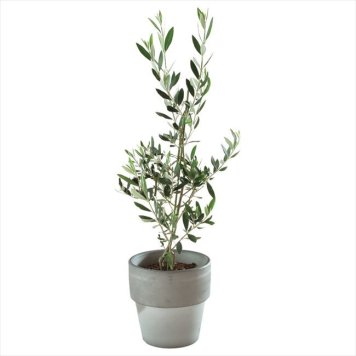 0 オリーブ素焼鉢植え　 T-R80OLIVE  内祝 内祝い お祝 御祝 記念品 出産内祝い プレゼント 快気祝い 粗供養 引出物