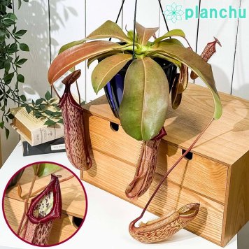 PLANCHU 食虫植物 ネペンテス ミランダ 5号吊り鉢 育て方説明書付き Nepenthes ‘Miranda’ ウツボカズラ