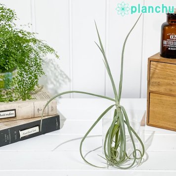 PLANCHU エアプランツ ティランジア ドーラティ 1株 W25×H25cm前後 育て方説明書付き Tillandsia duratii ドゥラティ エアープランツ チランジア