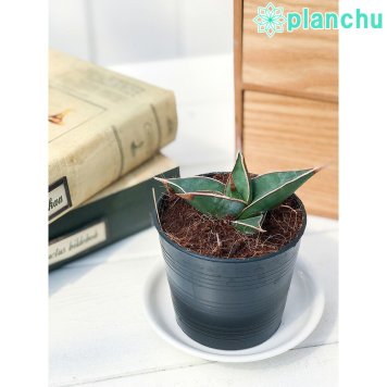 PLANCHU 観葉植物 サンセベリア ピングイキュラ 2.5号ポット 育て方説明書付き Sansevieria pinguicula サンスベリア 多肉植物
