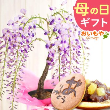 敬老の日 2026 盆栽 7000円 プレゼント 花 生花 ギフト 藤 フジ ふじ 盆栽鉢 ミニ盆栽 鉢植え 藤の花 一才藤 花鉢 鉢花 ミニ bonsai 可愛い どら焼き どらやき 送料無料 スイーツ お菓子 和菓子 ギフトセット 母 おしゃれ 実母 自分の母 義母 妻 40代 50代 60代 70代 花セット 花とお菓子  おいもや