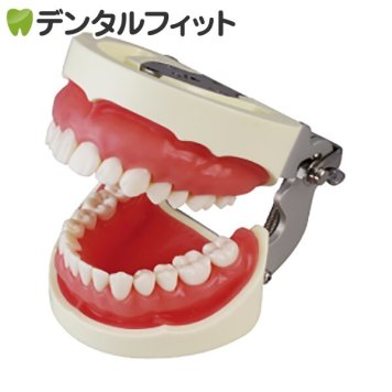 補綴修復用顎模型 (NISSIN DENTAL MODEL) (D16FE-500A(GSF)-QF)(歯科医院指導用模型)
