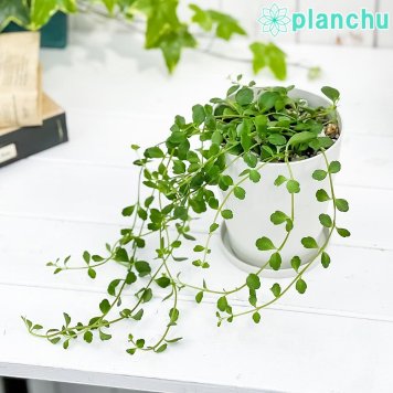 PLANCHU 多肉植物 カランコエ フィフィ 4号鉢 受け皿付き 育て方説明書付き Kalanchoe uniflora ‘Phi Phi’ 観葉植物 鉢花